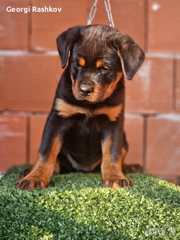 Ротвайлери , снимка 1