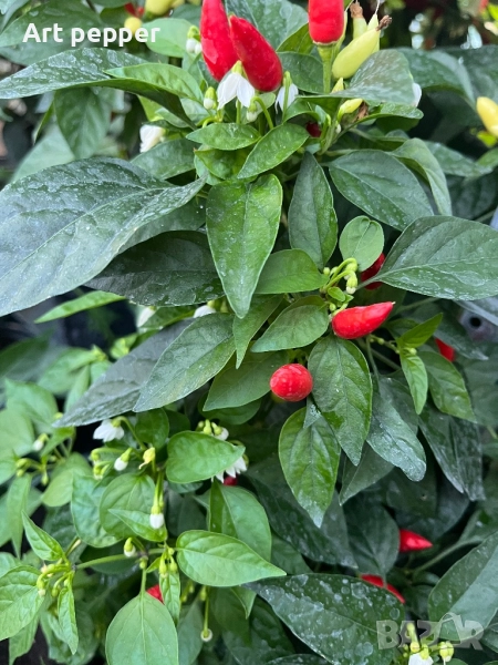 Екзотични люти чушки в саксия, снимка 1