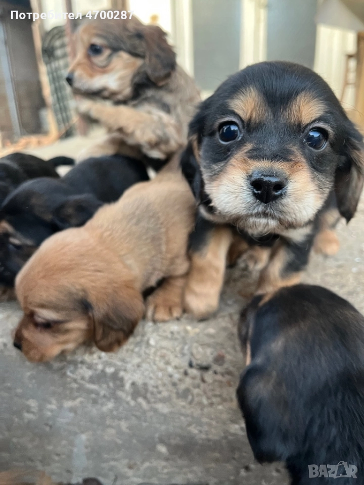 Смесени кокер шпаньоли – 6 свободни, могат да се запазят, снимка 1