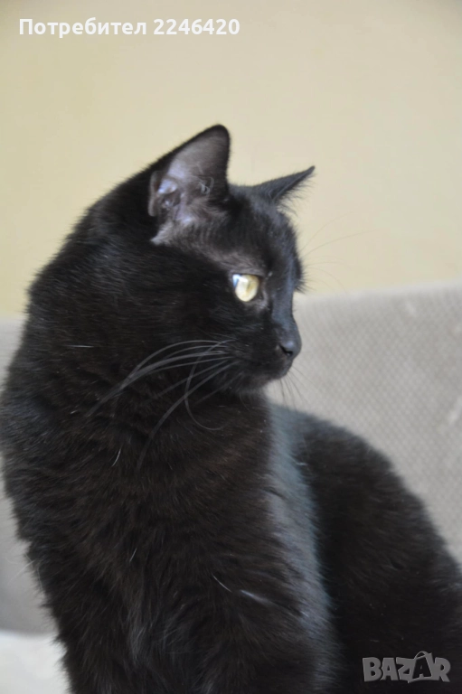 😺 1-годишно момченце от Враца търси ДОМ , снимка 1