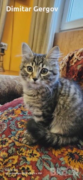 Подарявам Мъжко Коте, снимка 1