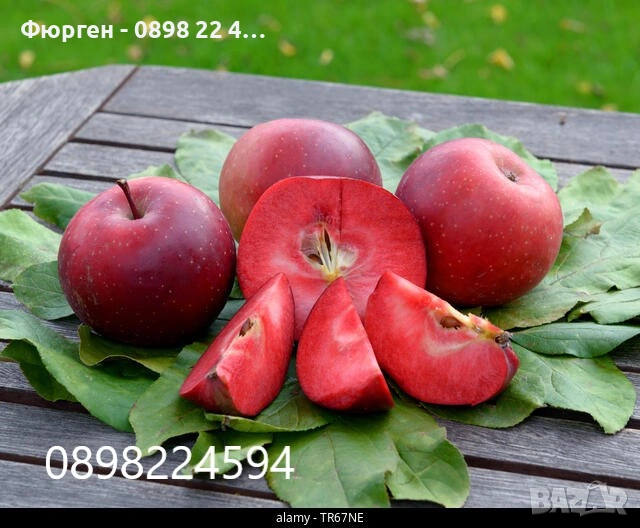Ябълка RedLove “Sirena” – “Червена луна”, снимка 1