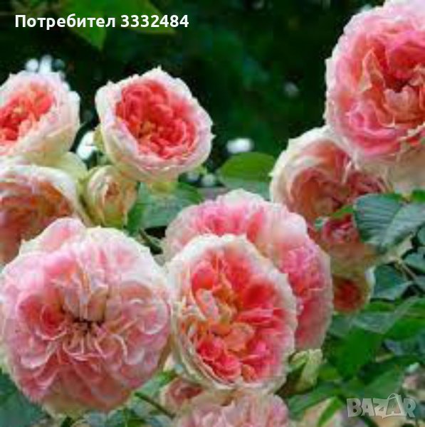 Роза 10, снимка 1