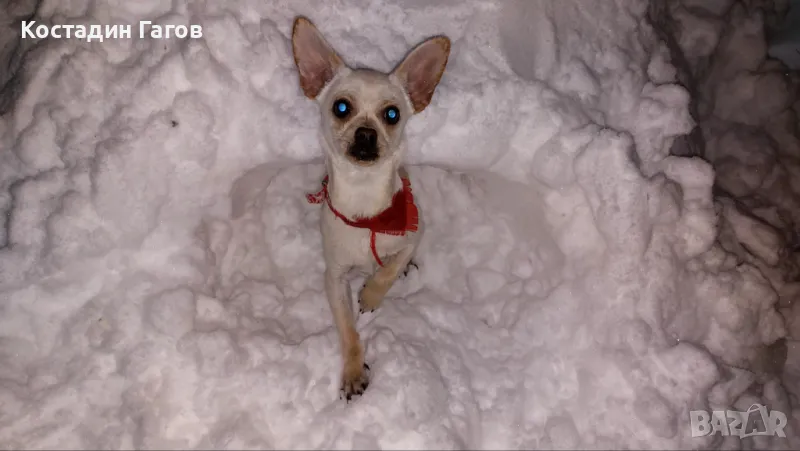 Мъжки Пинчер чистокръвен за разплод, снимка 1