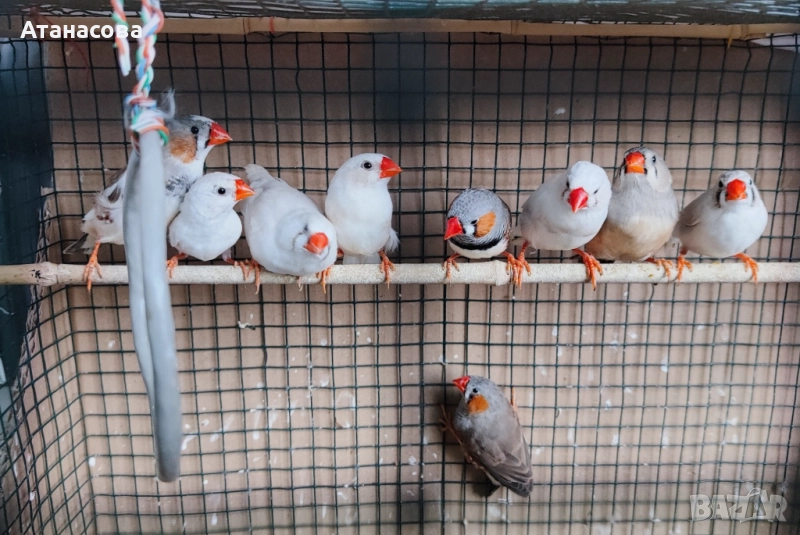 Зеброви Амадинки финки Варна, снимка 1