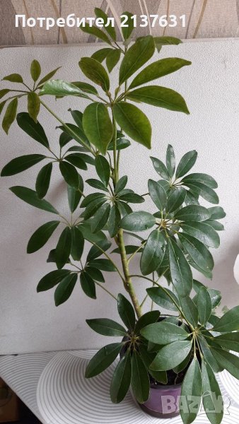 Продавам ШЕФЛЕРА , снимка 1