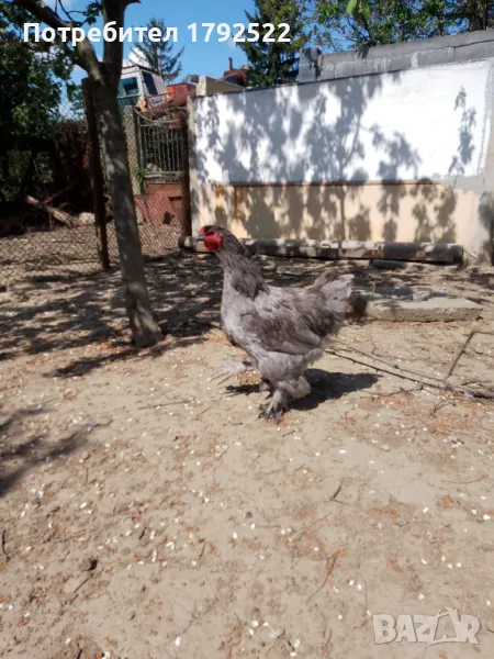 Млади петли Брама от 2024 г., снимка 1