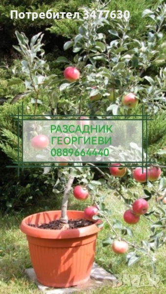 МИНИ (КОЛОННИ) ОВОЩНИ ДРЪВЧЕТА, снимка 1