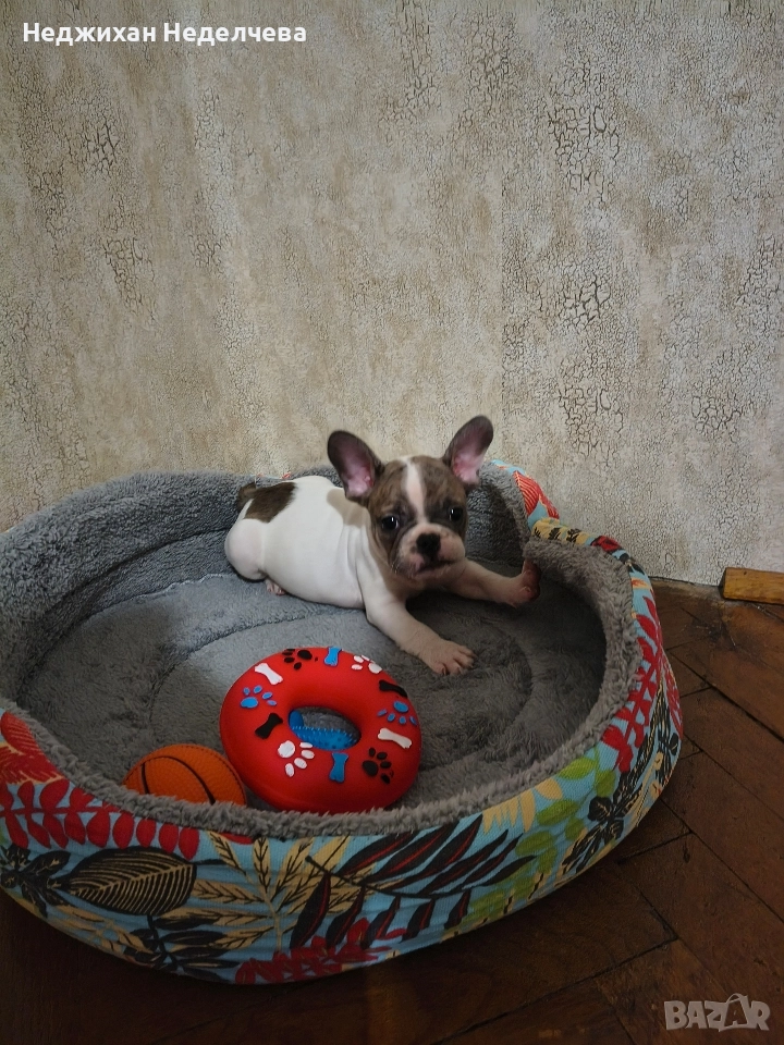 Frenski boldog, снимка 1