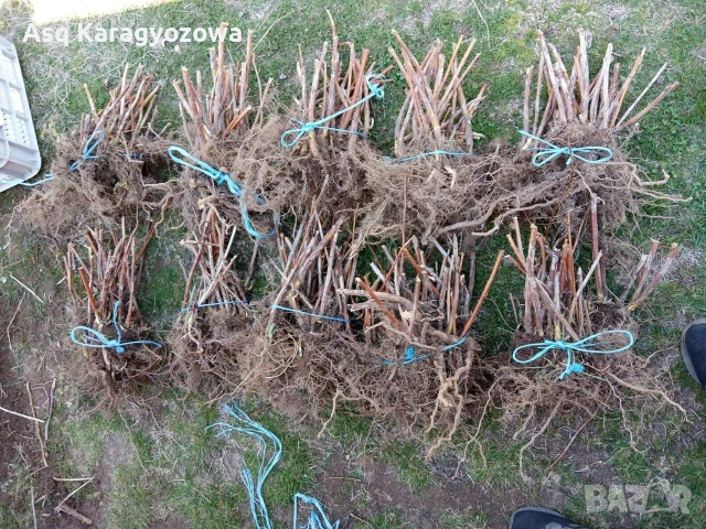 Разсад Ядоги и Малини, снимка 3 - Разсади - 53747286