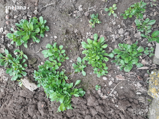 Разсад бели маргаритки  два вида, снимка 5 - Разсади - 44598025