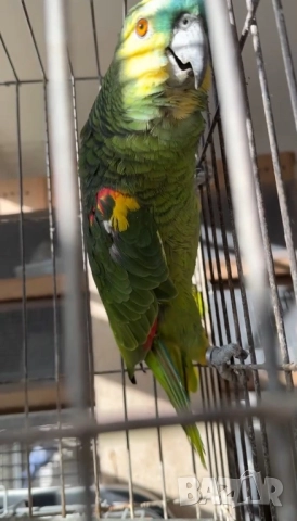 Продава женска синьочела амазона, снимка 6 - Папагали - 52946239