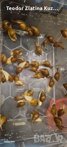 Африкански охлюви Ахатина, снимка 4 - Други - 50553501