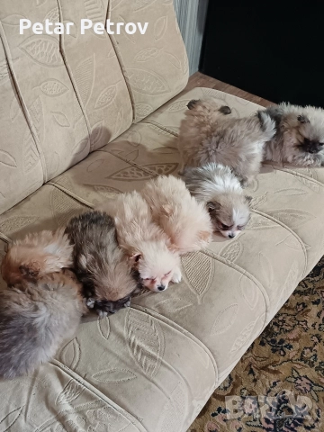 Мини шпиц , снимка 13 - Шпиц - 52816516