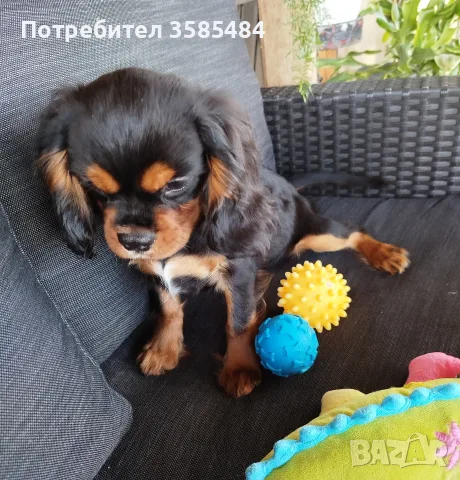Кавалер Кинг Чарлз шпаньол, снимка 2 - Кавалер кинг чарлз шпаньол - 56335431