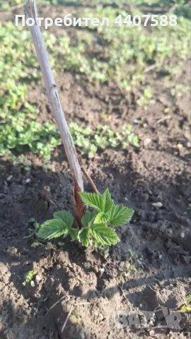 Разсад ягоди и малини , снимка 12 - Разсади - 49802462