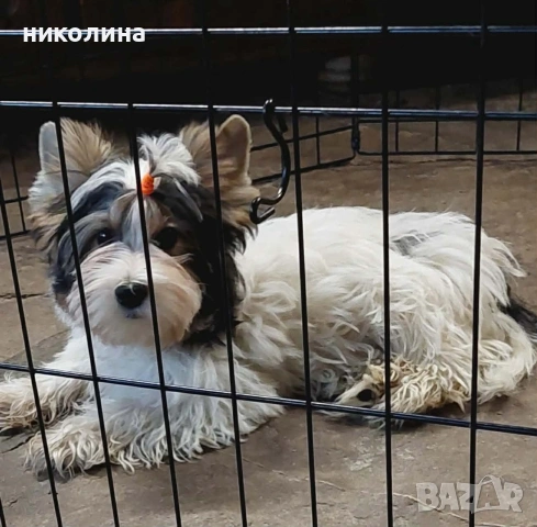 Йоркширски териер , снимка 9 - Йоркширски териер - 53637797