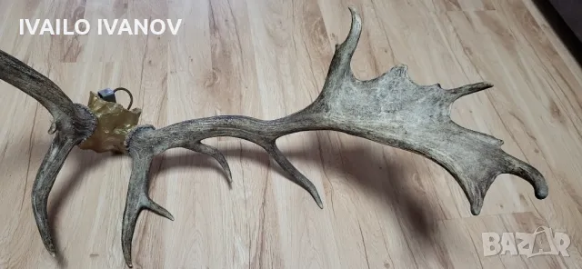 Рога от елен Лопатар , снимка 4 - Други ценни предмети - 48916538