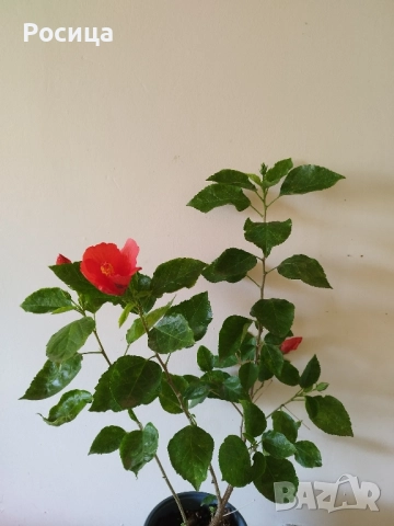 хибискус , снимка 2 - Стайни растения - 52253038