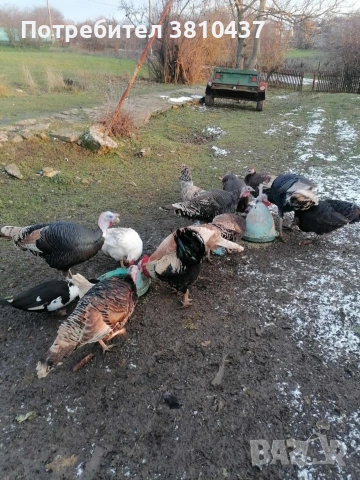 продавам пуйки и пуяци , снимка 3 - други­ - 53241311