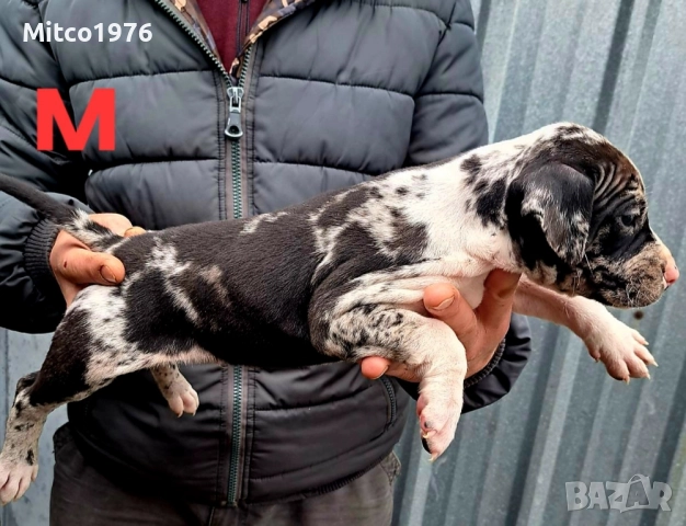 Питбул-Pitbul, снимка 2 - Питбул - 52897945