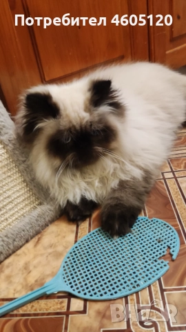 Мъжки персийски колорпойнт, снимка 4 - Персийска - 51839747