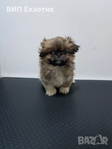 ПРОДАВА ПЕКИНЕЗИ, снимка 2 - Пекинез - 52263030