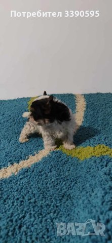 Йоркширски Териер Бивър и Биро , снимка 3 - Йоркширски териер - 44192076