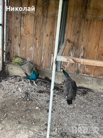 Продавам чифт Сребърни фазани и чифт Индийски пауни, снимка 3 - други­ - 52857331