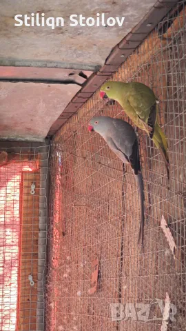 Малки александри 