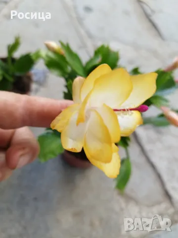 коледниче, снимка 4 - Стайни растения - 50414903