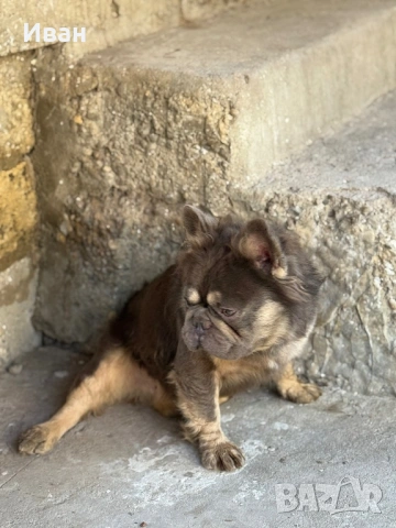 Френски Булдог, снимка 3 - Френски булдог - 53140305