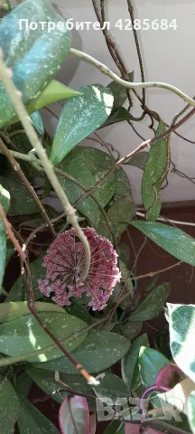 хоя пубикалукс /пепел от рози тъмна /, снимка 2 - Стайни растения - 50045816