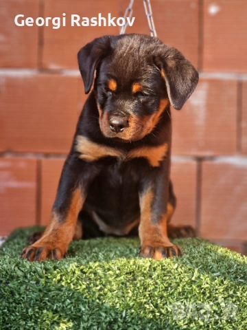 Ротвайлери 