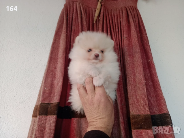 Женски мини Померан. Реални снимки от днес!