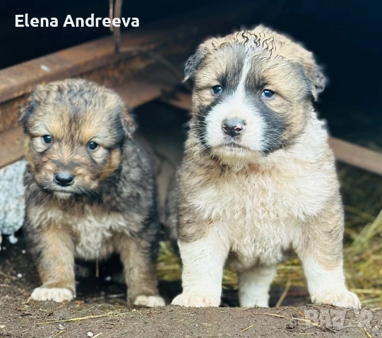 Продавам малки каракачански кученца, снимка 4 - Каракачанска овчарка - 53562654