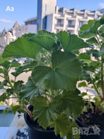 Продавам цветя Кралско (Английско) мушкато - с пъпки, снимка 4 - Стайни растения - 50477875