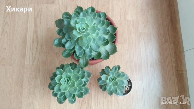 Ешеверия различни размери