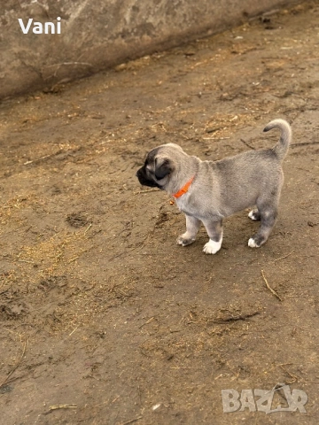 Кангал /Кангалчета, малки , снимка 10 - Кангал - 53493206