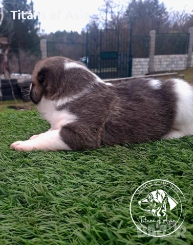 Кученца САО , АЛАБАЙ , Туркменски Вълкодав, снимка 5 - Алабай - 53120501