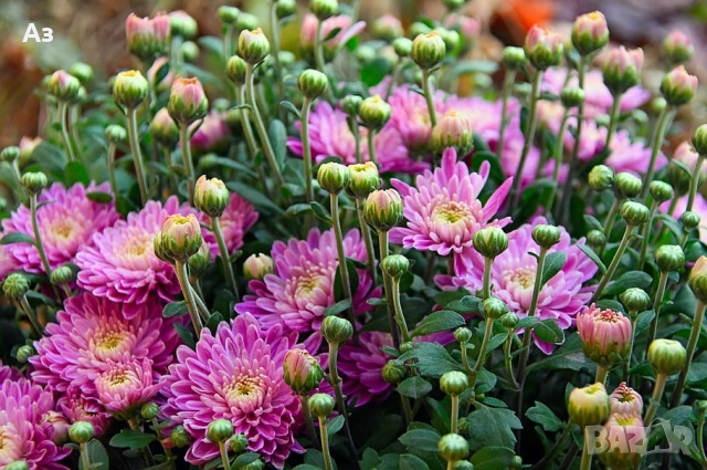 Продавам хризантеми – корени със стъбло за есенно засаждане, снимка 5 - Разсади - 52242527