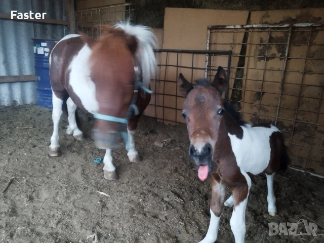 Женско пони , снимка 2 - Коне - 53710217
