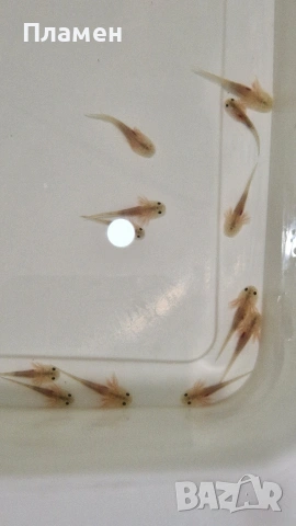 Аксолотъл Амбистома, снимка 3 - Рибки - 53803622