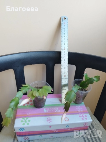 Мини Коледниче светло-розово, снимка 8 - Стайни растения - 51988049