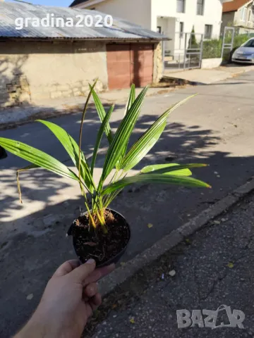 Палма Трахикарпус Студоустойчивост до -18, снимка 4 - Разсади - 46859018