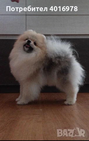 Померан момче с Родословие fci, снимка 2 - Померан - 48412694