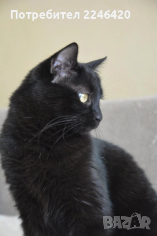 😺 1-годишно момченце от Враца търси ДОМ 