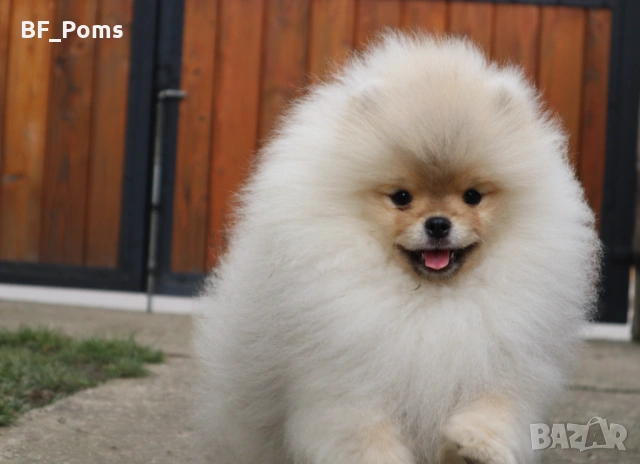 Страхотно момченце померан с родословие FCI