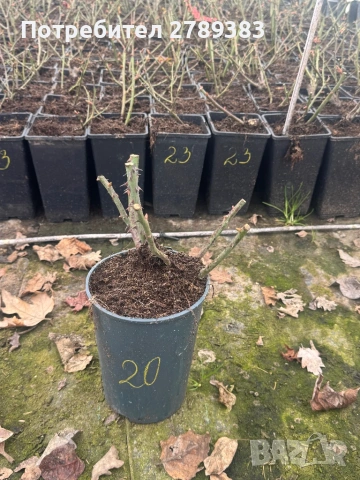 Катерливи рози 6 цвята , снимка 5 - Градински цветя и растения - 53443915