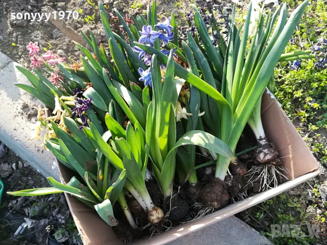 ЗЮМБЮЛИ В САКСИЯ С ПОЧВА 25ЛВ ЗА ЕДИН С ЛУКОВИЦА 1404250825, снимка 3 - Градински цветя и растения - 49886619